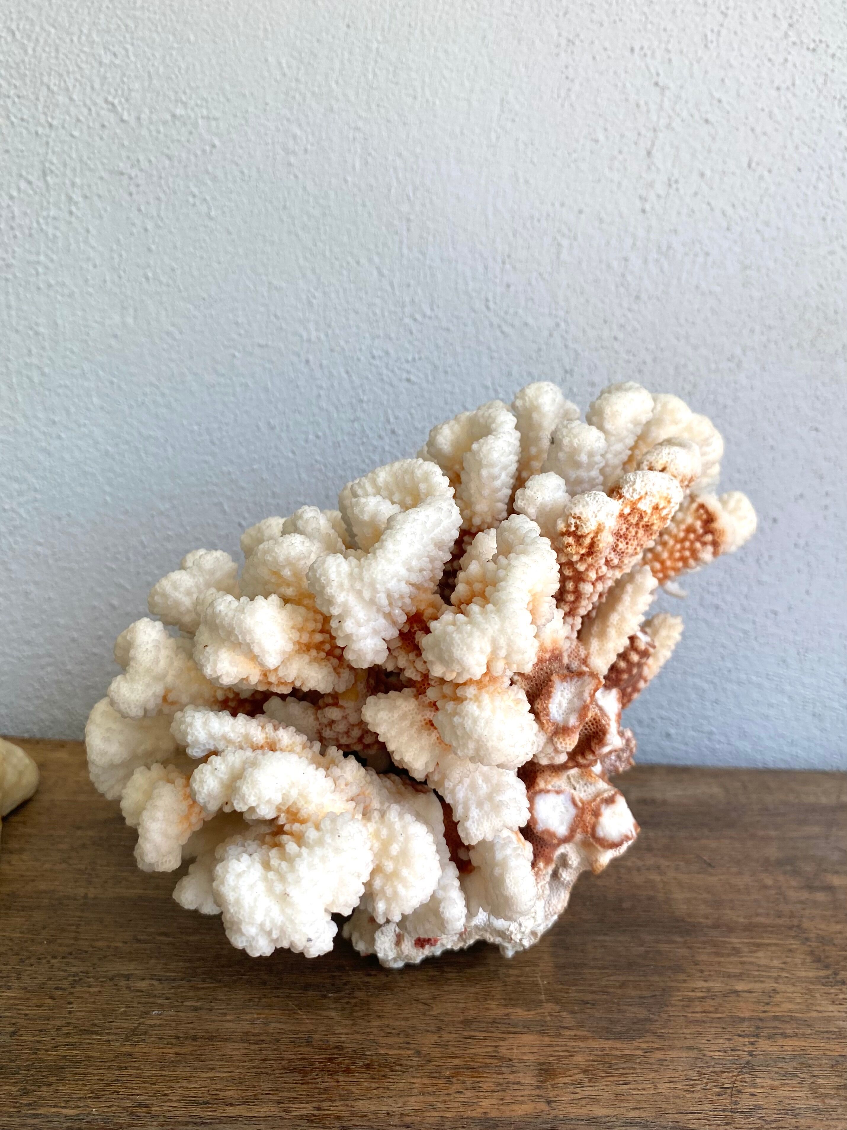 Coral XXL on its foot