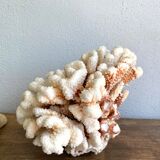 Coral XXL on its foot