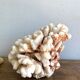 Corail XXL sur son pied