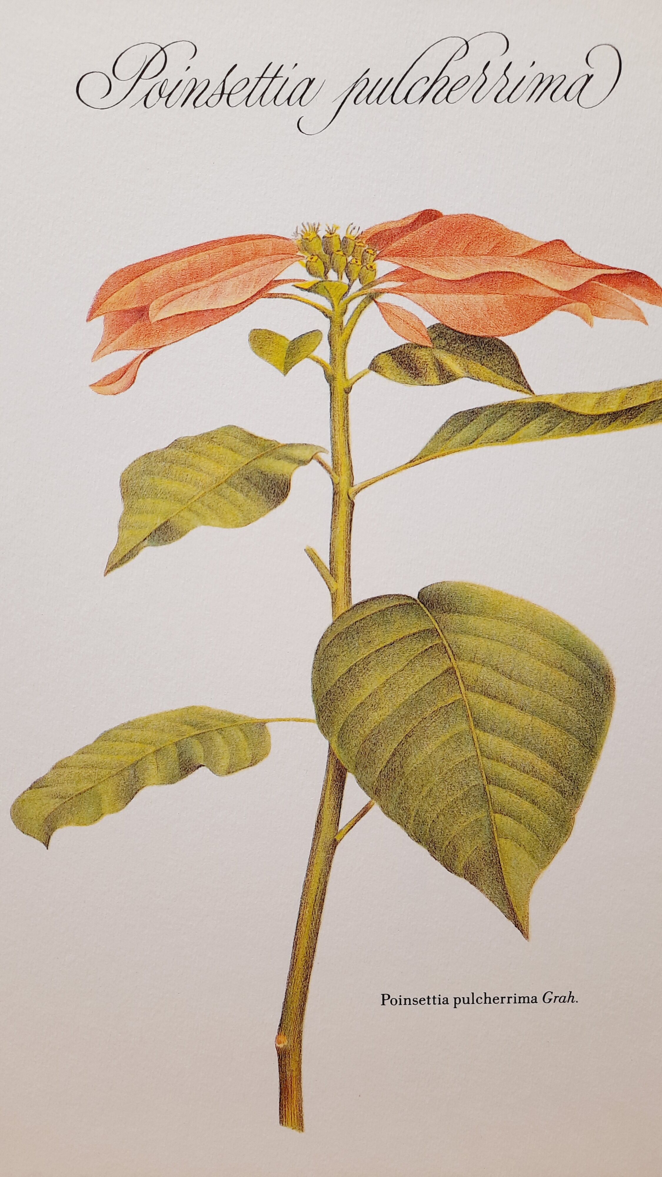 Botanical plate Poinsettia de Noël