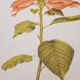 Botanical plate Poinsettia de Noël