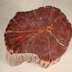 Consisting of a fossilized tree trunk seat