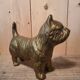 Chien scottish laiton