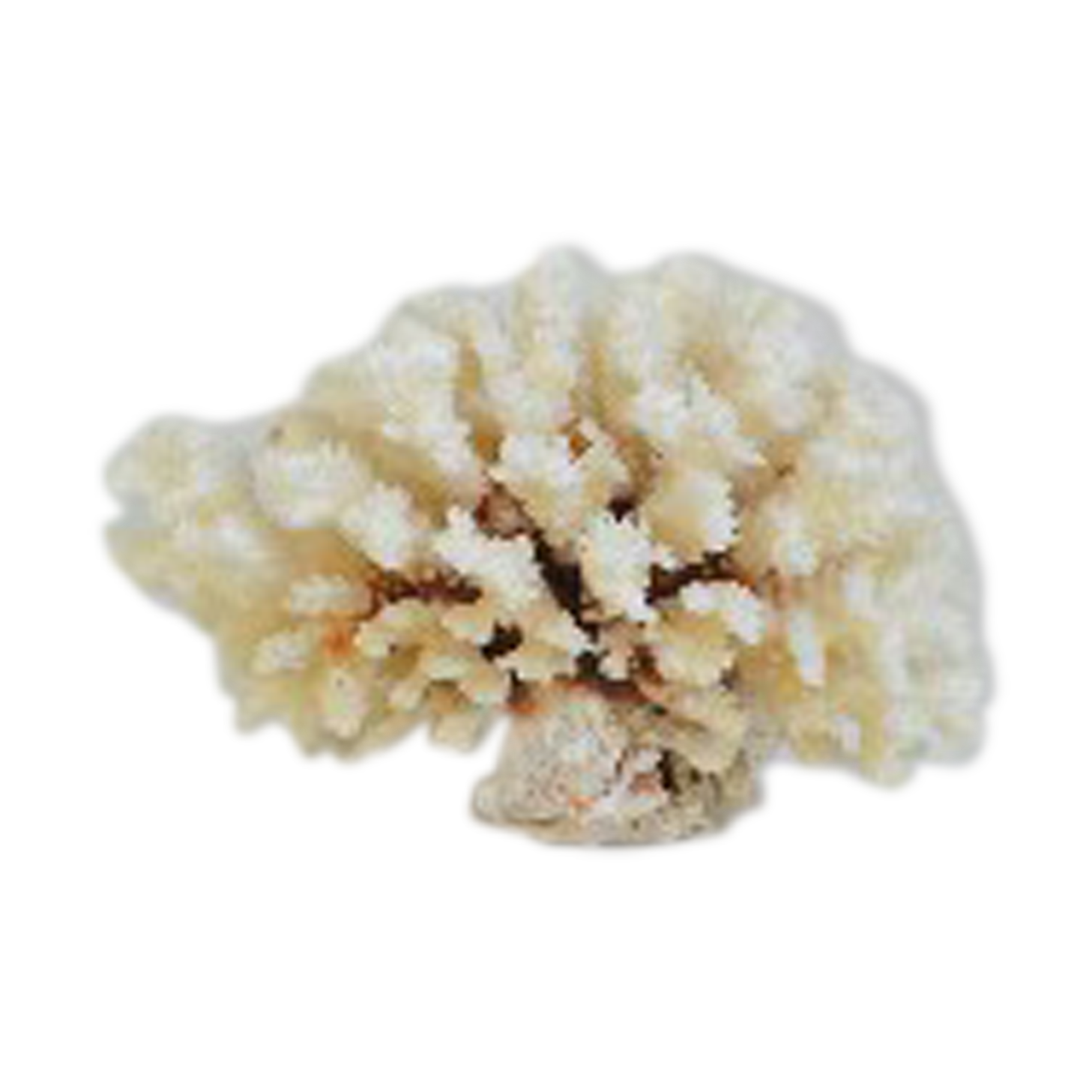 Large white coral