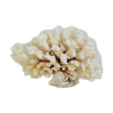 Large white coral