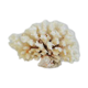 Large white coral