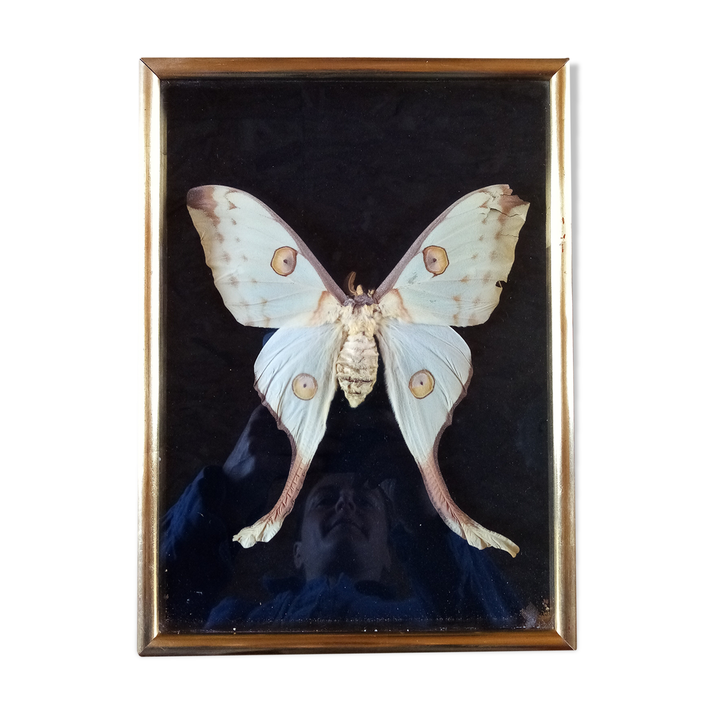 Butterfly with frame