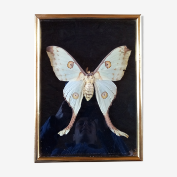Butterfly with frame