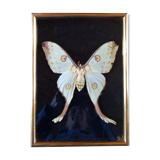 Butterfly with frame