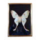 Butterfly with frame