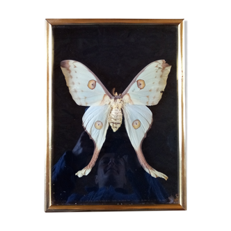 Butterfly with frame