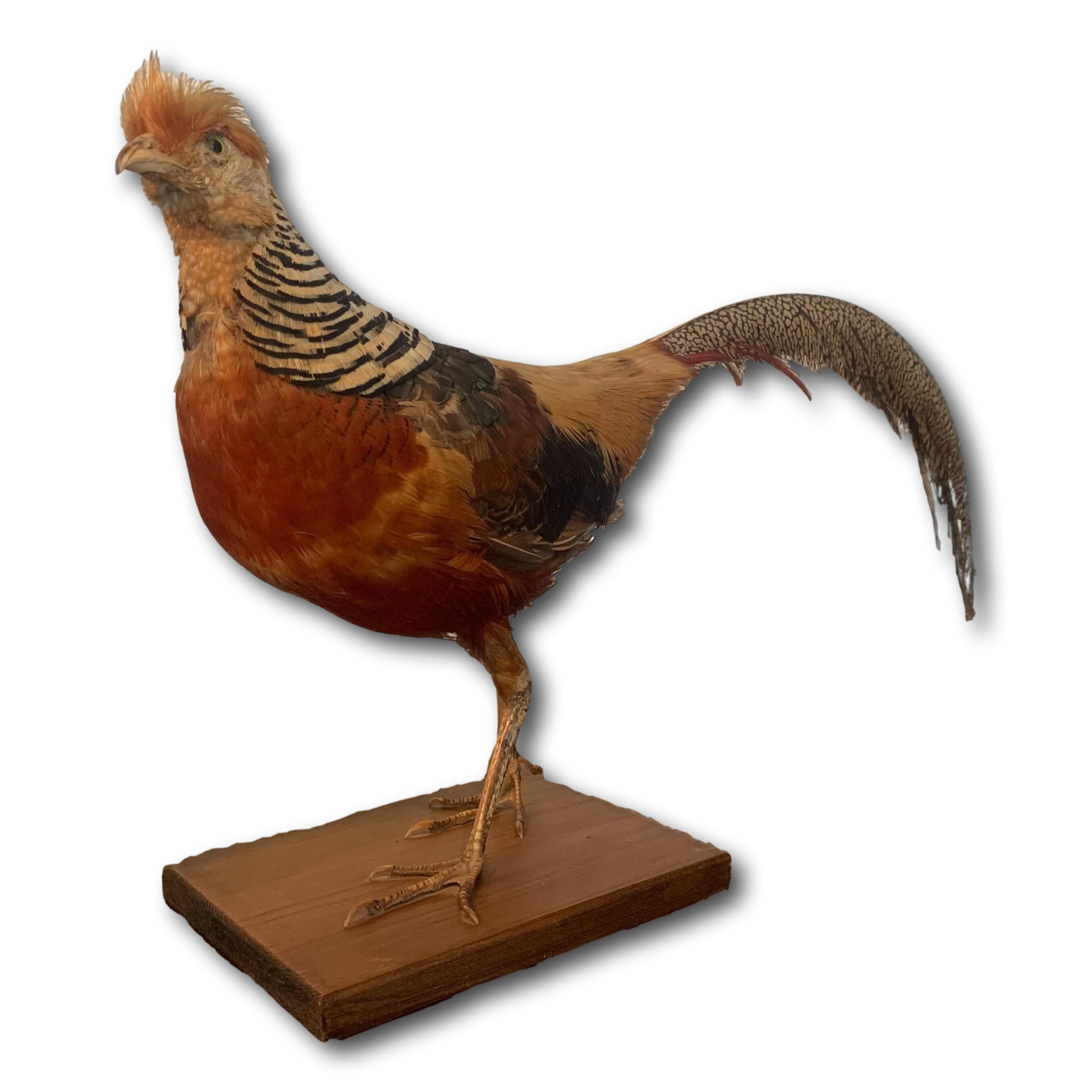 Naturalized golden pheasant taxidermy