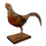 Naturalized golden pheasant taxidermy