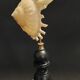 Cabinet of Curiosities Stellaria solaris shell on base