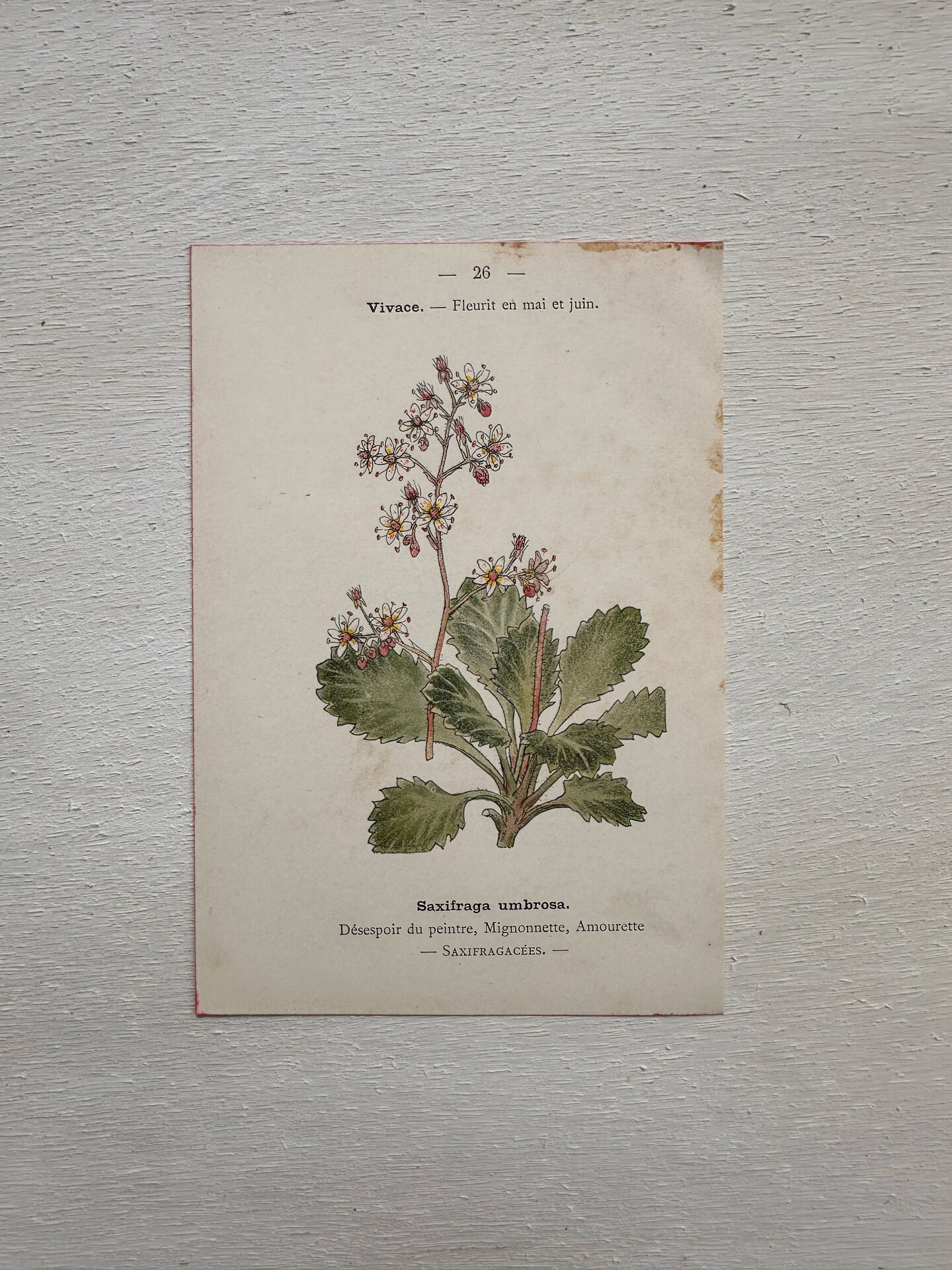 Botanical Plate 1800 Old Naturalist Engraving 19th Century Double-Sided