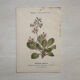 Botanical Plate 1800 Old Naturalist Engraving 19th Century Double-Sided