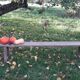Farm bench