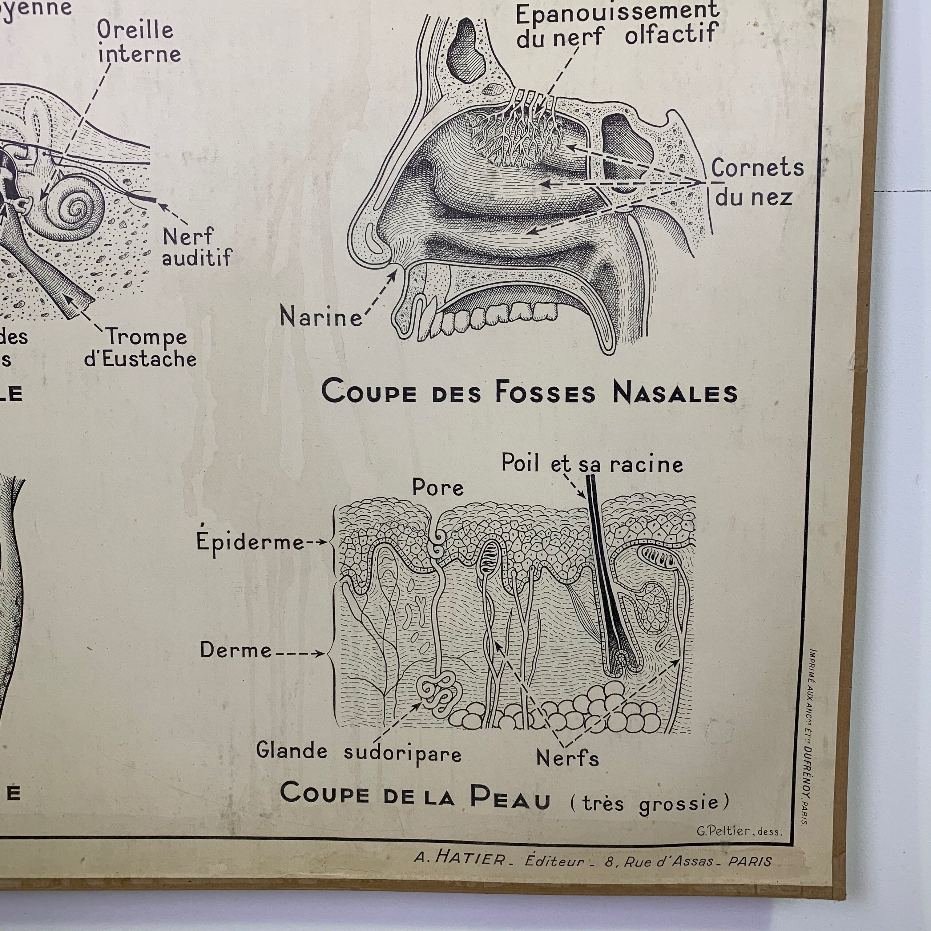 School poster Hatier sight, hearing, smell, taste, touch