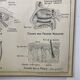 School poster Hatier sight, hearing, smell, taste, touch