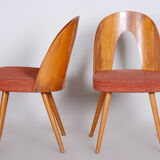 Pair of Mid Century chairs made in 1950s Czechia, designed by Antonín Šuman