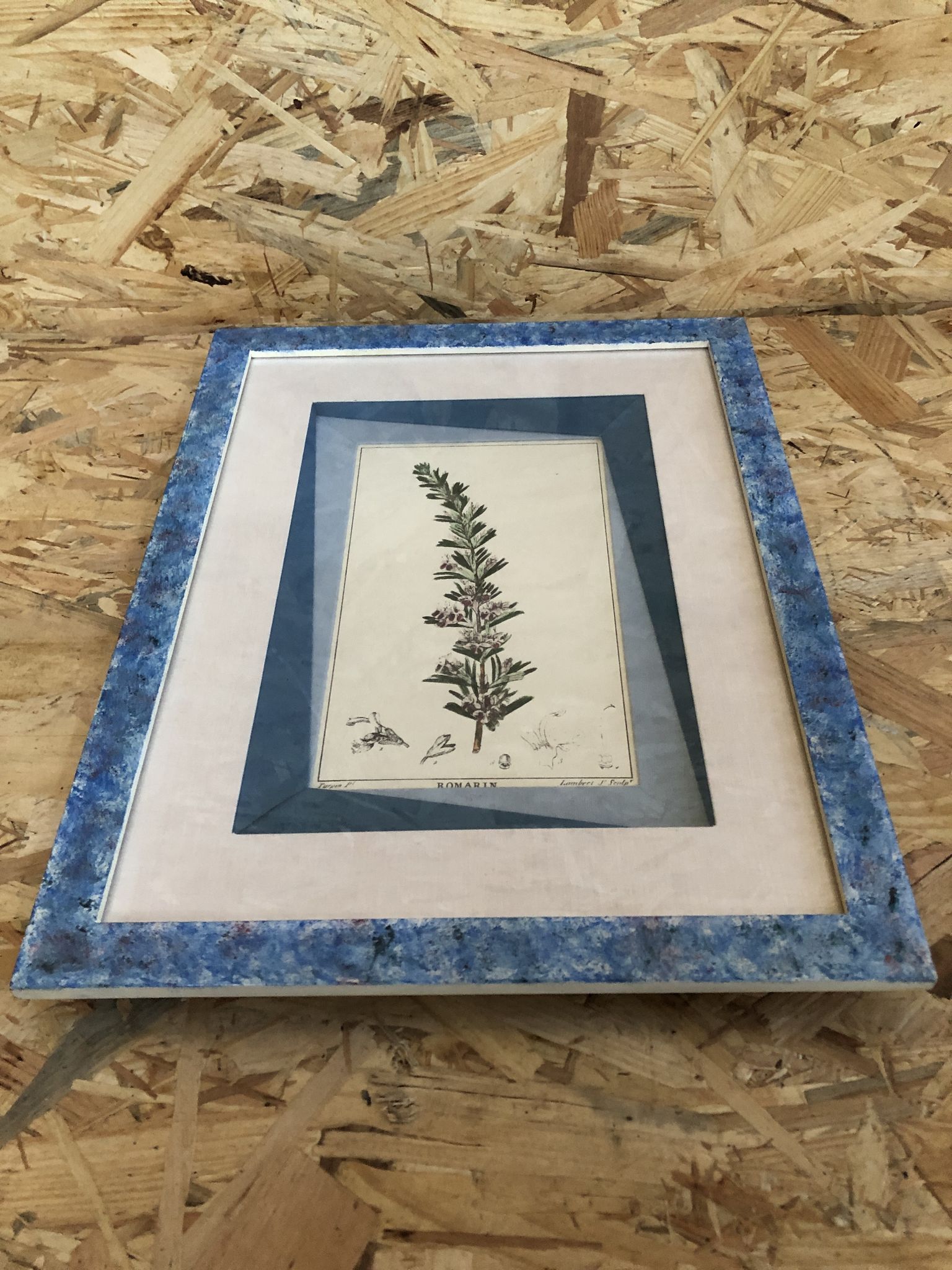 Old botanical board romarin