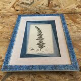 Old botanical board romarin