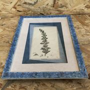 Old botanical board romarin