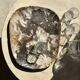 Very large pocket or dish in petrified wood