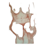 Drawing sanguine study nude female 67/50cm 1950