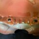 Terrine crab ceramic cake by Michel Caugant