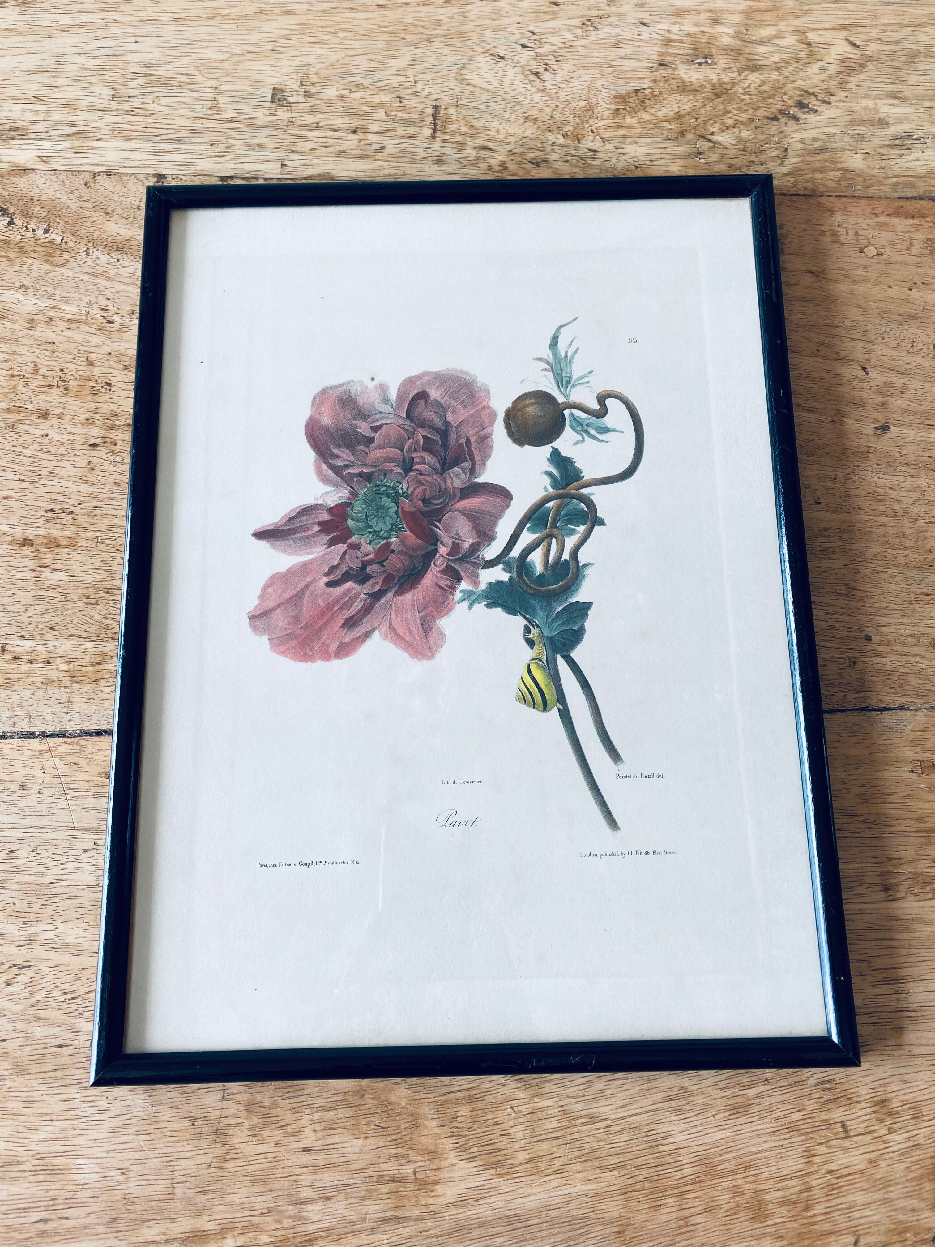 Ancient lithograph framed flower and snail