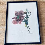 Ancient lithograph framed flower and snail