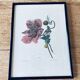 Ancient lithograph framed flower and snail