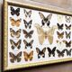 Naturalised butterflies