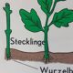 Vintage educational wall hanging roll chart biology plants