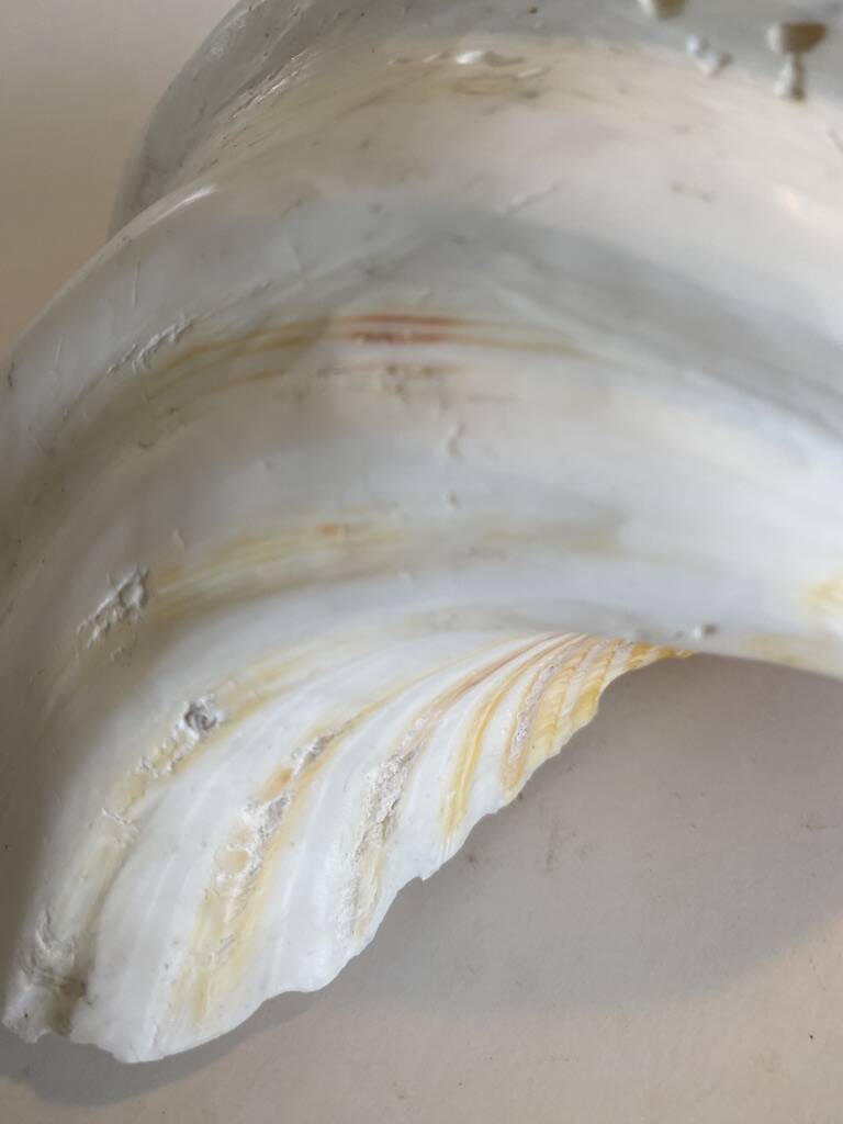 Holy Clam Shell - 23x14x7 cm - Natural - 1000g