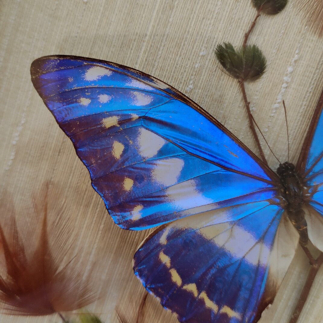 Butterfly taxidermy frame