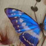 Butterfly taxidermy frame