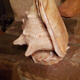 Shell lamp from the 50s