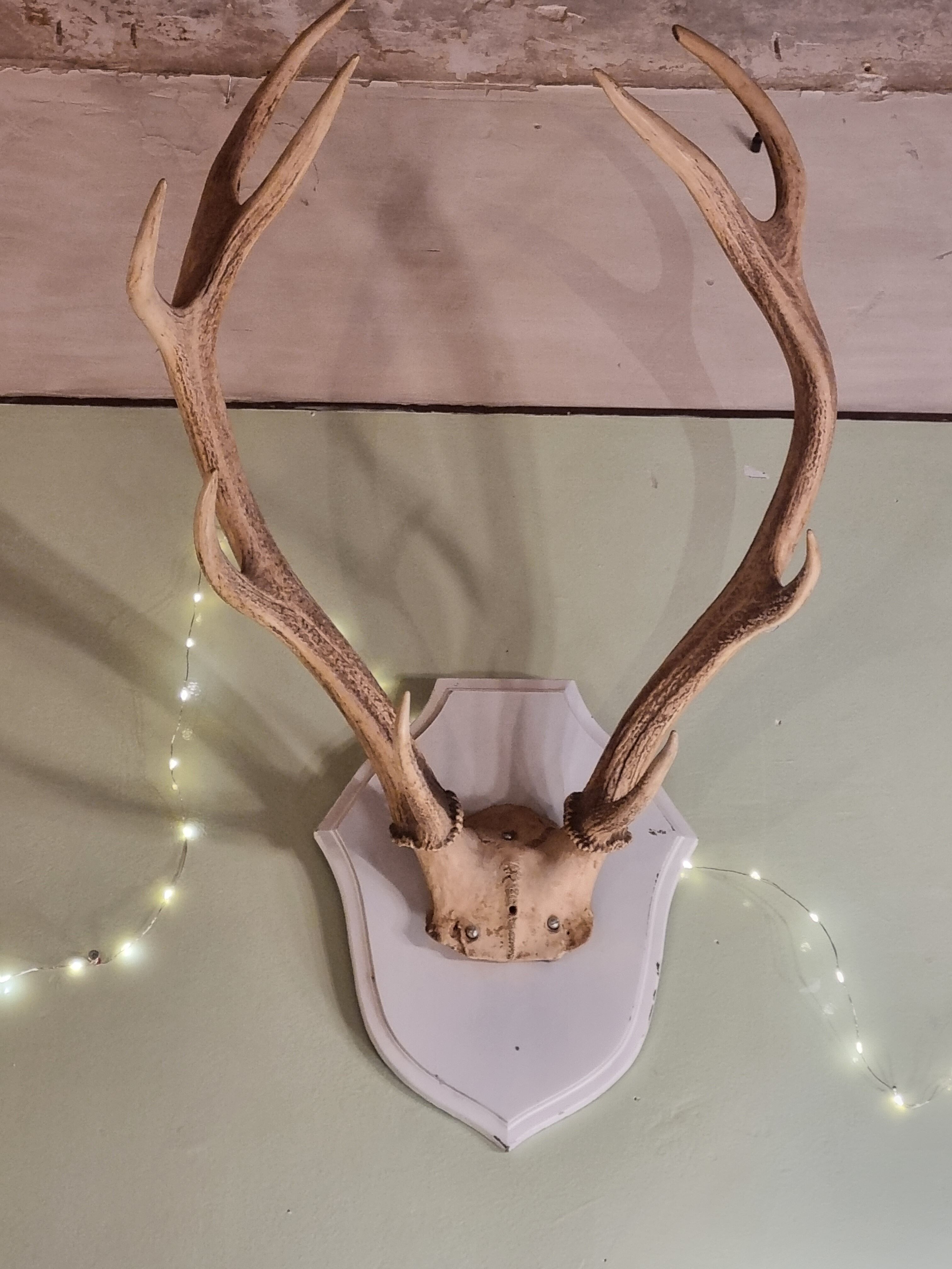 Deer trophy 100cm