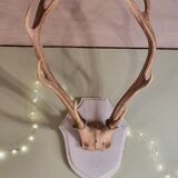 Deer trophy 100cm