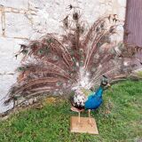 Naturalized blue peacock