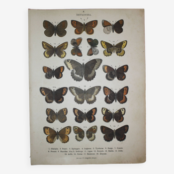 Gravure ancienne de Papillons - Lithographie de 1887 - Glacialis - Planche zoologique originale