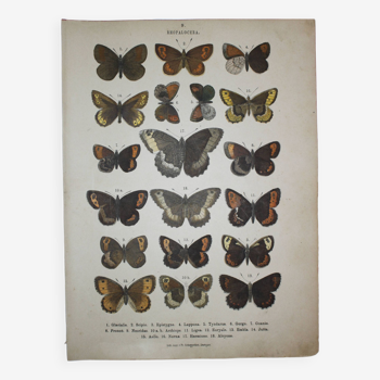 Old engraving of Butterflies - Lithograph from 1887 - Glacialis - Original zoological plate