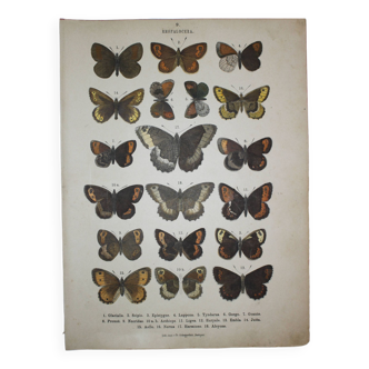 Gravure ancienne de Papillons - Lithographie de 1887 - Glacialis - Planche zoologique originale