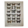 Old engraving of Butterflies - Lithograph from 1887 - Glacialis - Original zoological plate