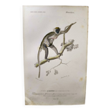 Antique engraving from 1849. Monkey by J. Werner. Zoology of Orbigny. Savannah