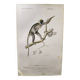 Antique engraving from 1849. Monkey by J. Werner. Zoology of Orbigny. Savannah