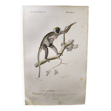 Antique engraving from 1849. Monkey by J. Werner. Zoology of Orbigny. Savannah