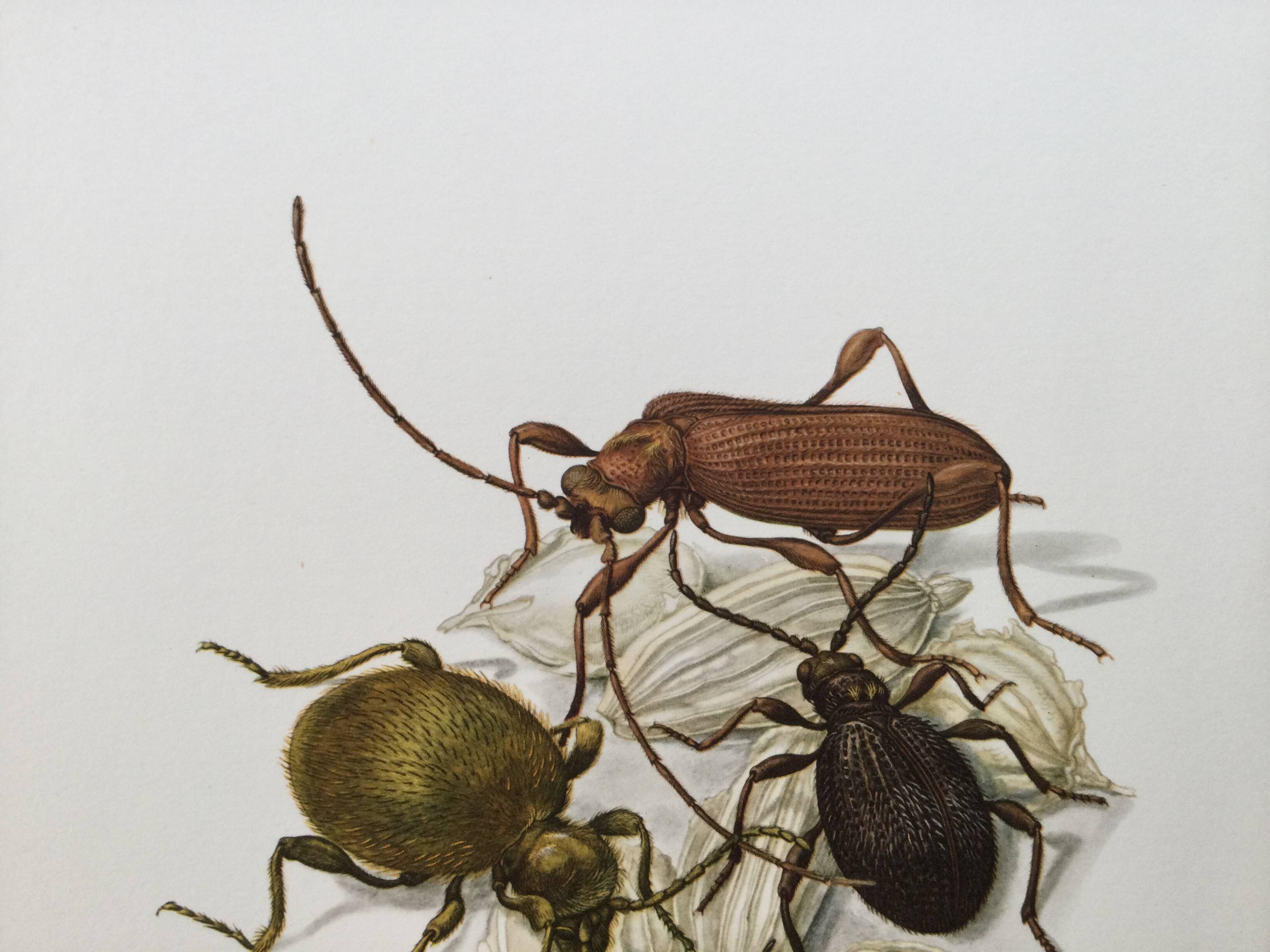 Antique illustration of insects, original plate, 1960s